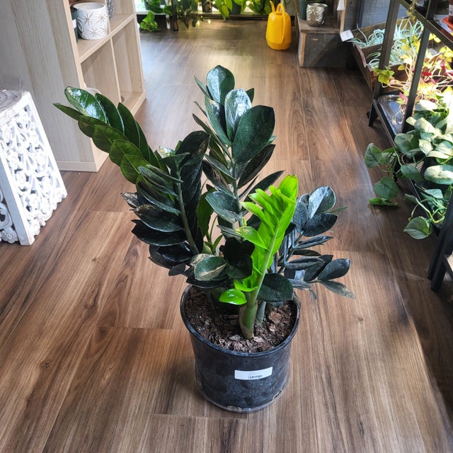 Great For Beginners - Plant Delivery Providence | Thea Plant Co