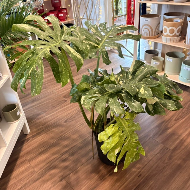 Big Beautiful Plants at Providence Plant Store Plant Delivery or