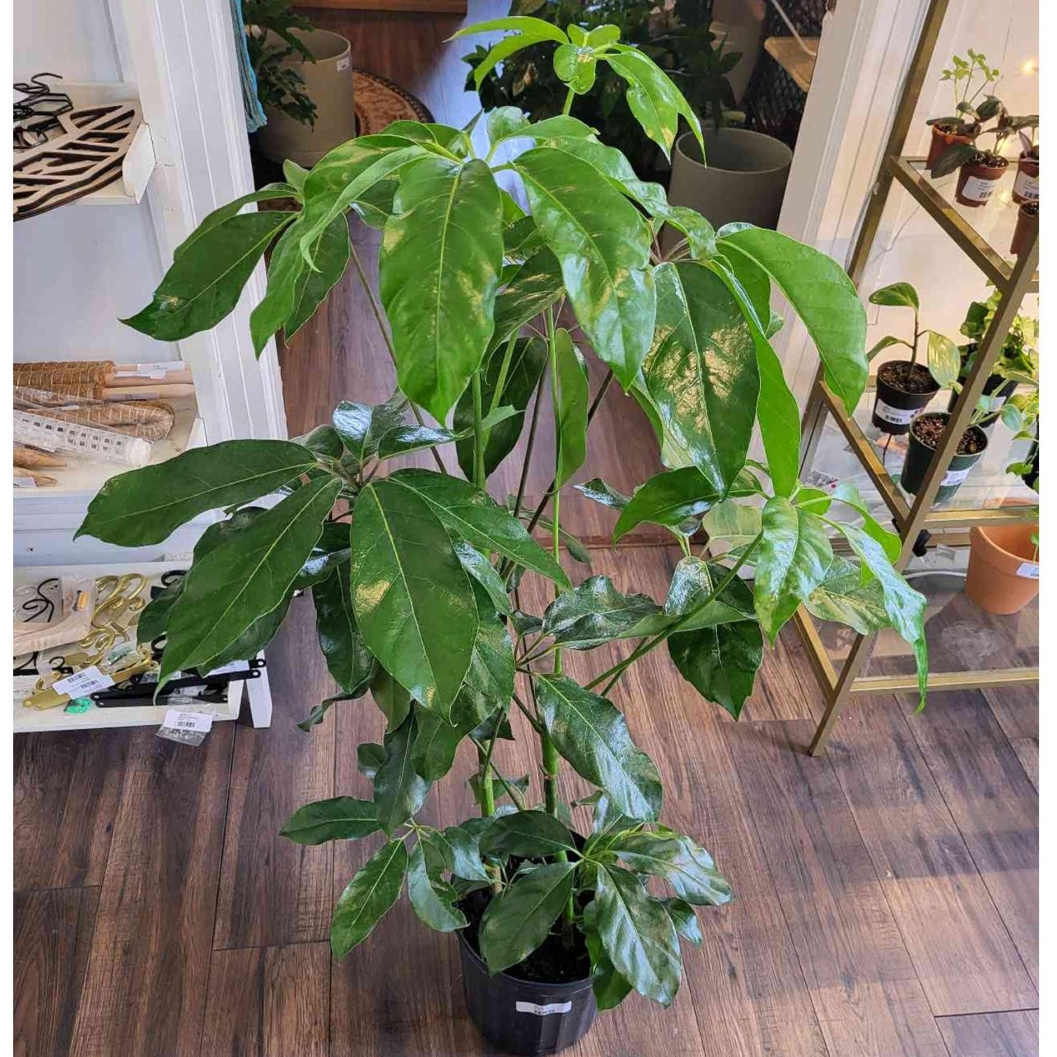 Schefflera Amate 8" | Thea Plant Co, Providence Plant Store & Plant Services