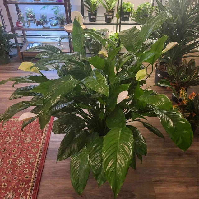 Pet Friendly Plants - Providence Plant Store | Thea Plant Co
