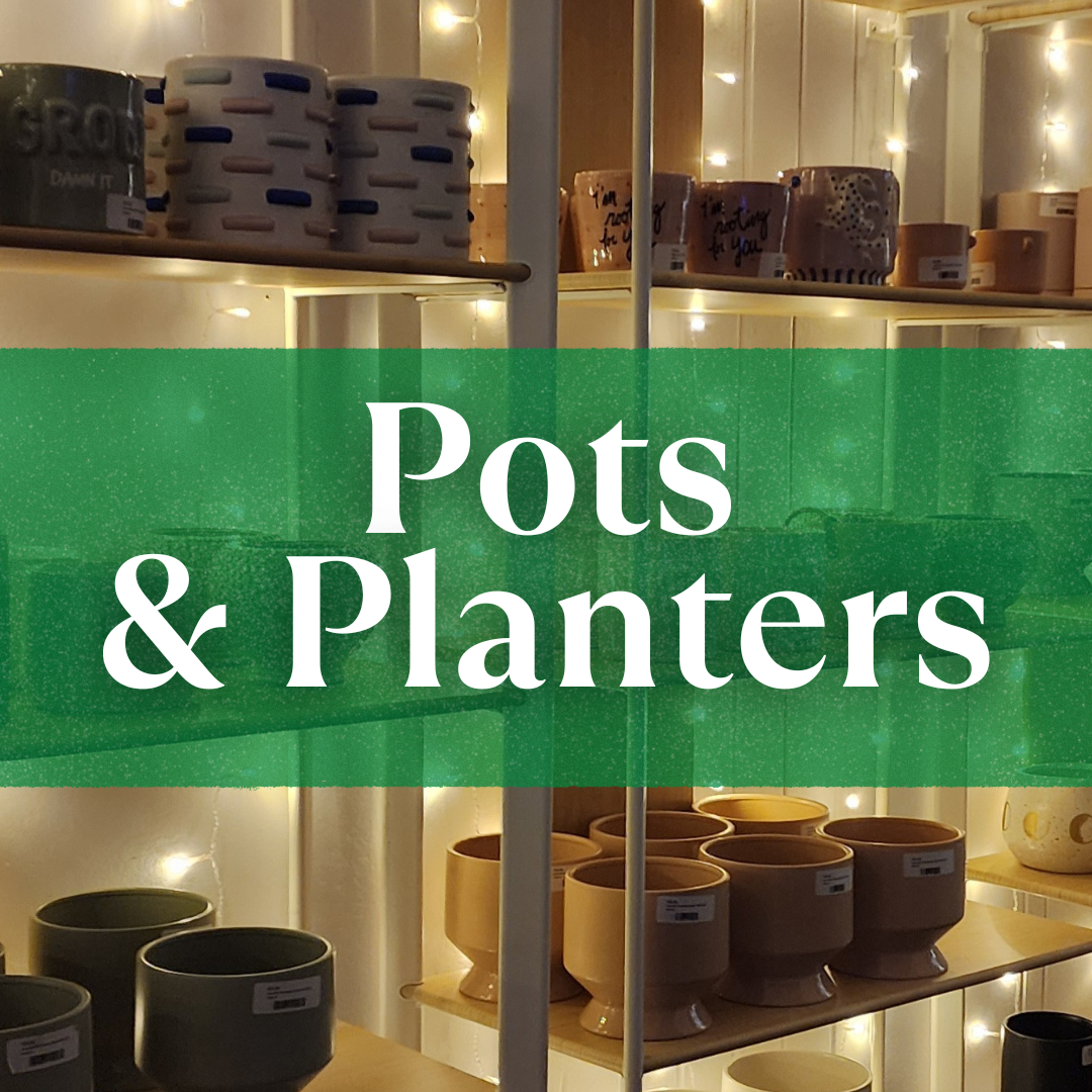 Pots & Planters in Providence - Plant Store | Thea Plant Co