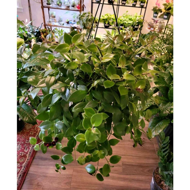 Pet Friendly Plants - Providence Plant Store | Thea Plant Co