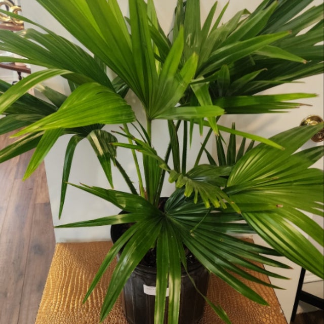 Pet Friendly Plants - Providence Plant Store | Thea Plant Co