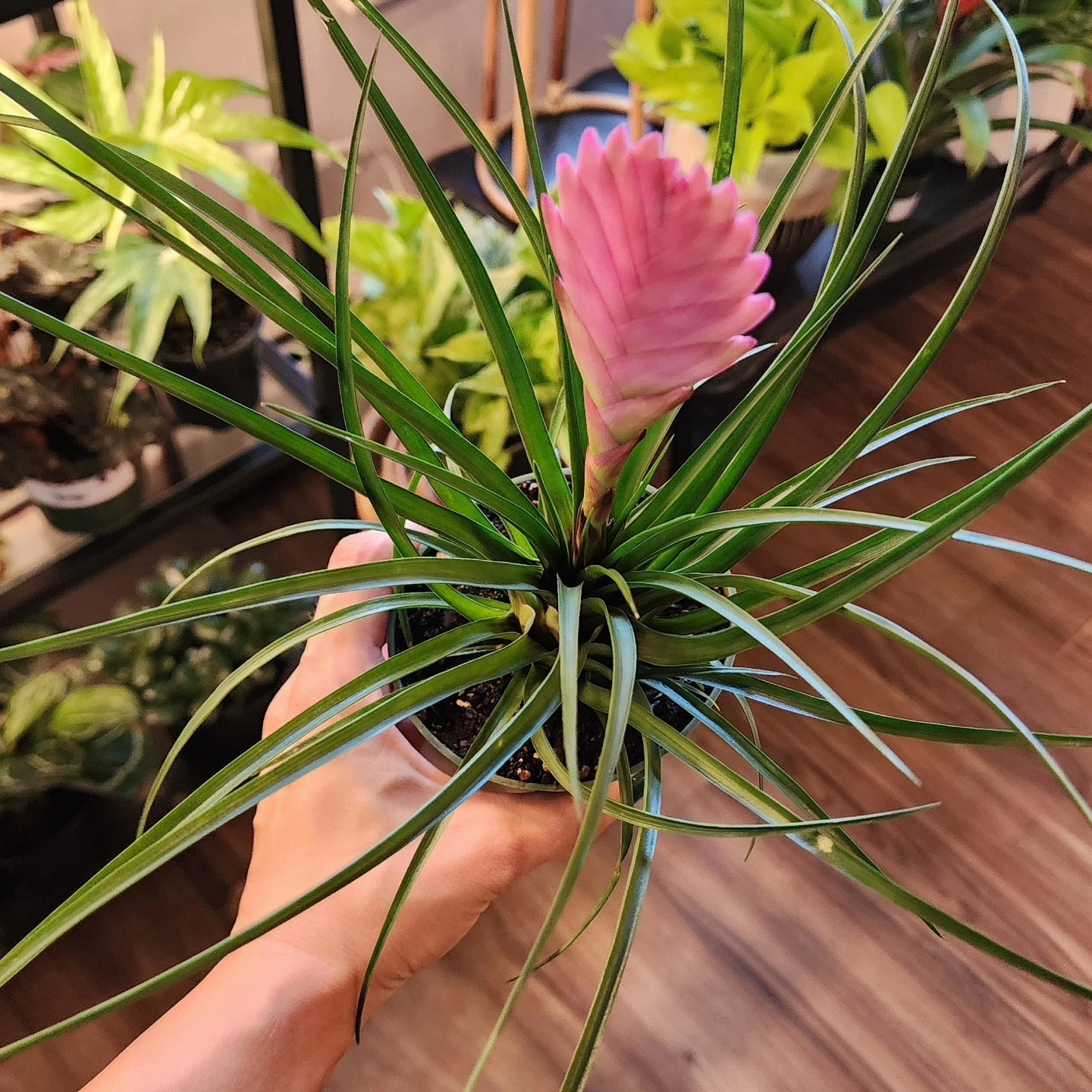 Wallisia Cyanea Pink Quill