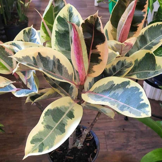 Big Beautiful Plants at Providence Plant Store Plant Delivery or