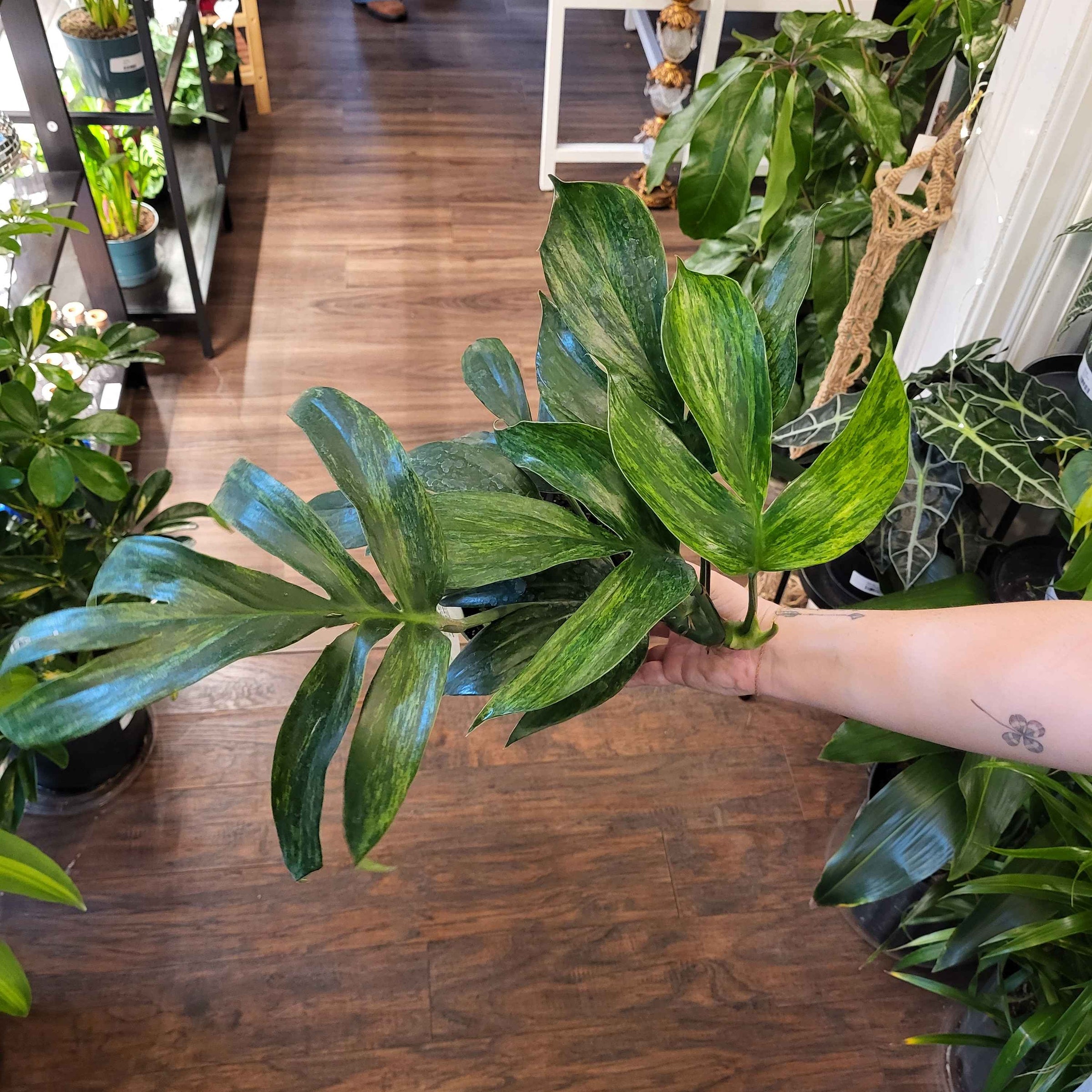 Rhaphidophora Decursiva Variegated 6" (Rare) | Thea Plant Co, Providence  Plant Store & Plant Services