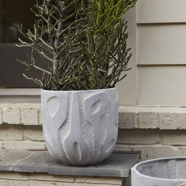 sansevieria trifasciata zeylanica Snake Plant for Sale
