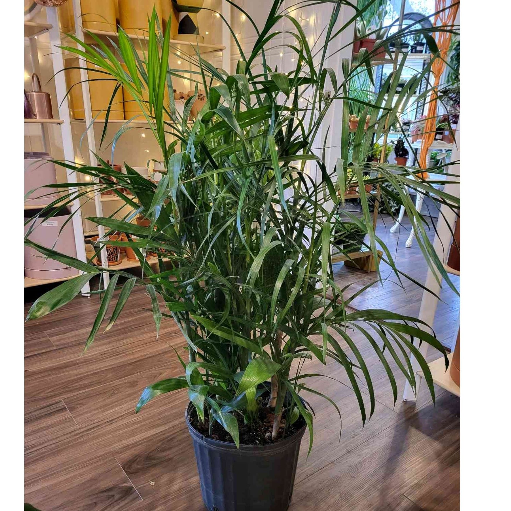 Bamboo Palm 10 | Thea Plant Co, Providence Plant Store & Plant Services