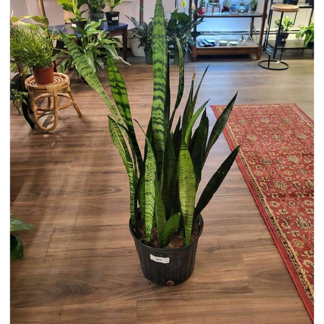 Great For Beginners - Plant Delivery Providence | Thea Plant Co
