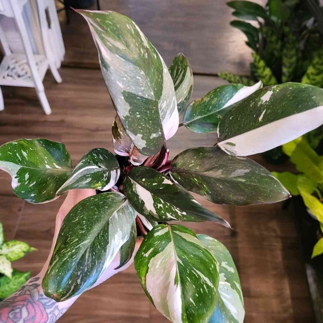 Big Beautiful Plants at Providence Plant Store Plant Delivery or