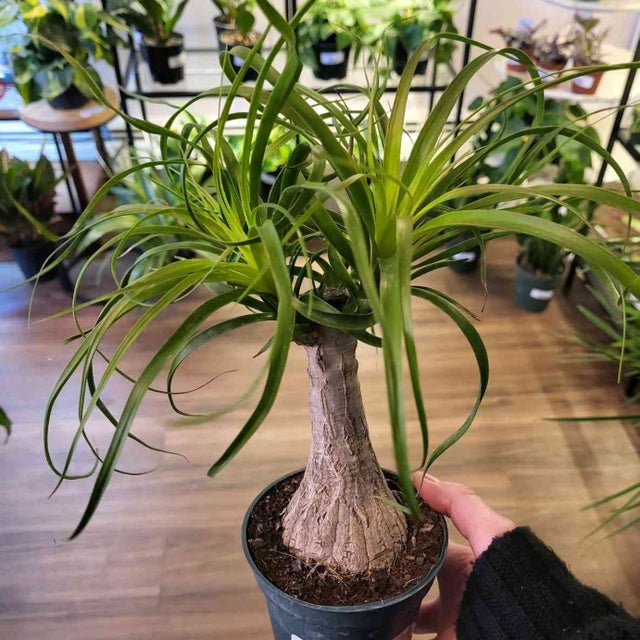 水仙　PET Pet Friendly Plants - Providence Plant Store | Thea Plant Co