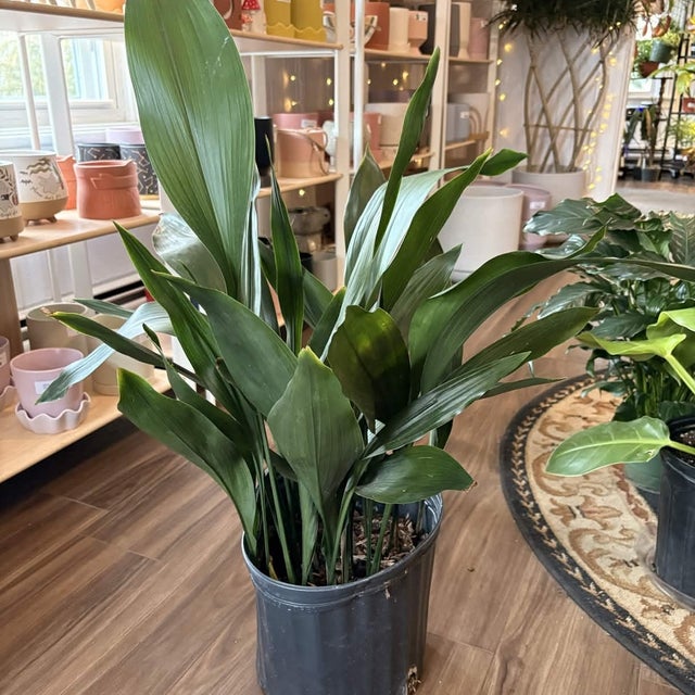 Pet Friendly Plants - Providence Plant Store | Thea Plant Co