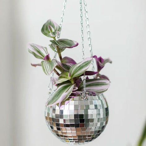 Disco Ball Planter 6" | Thea Plant Co, Providence Plant Store & Plant  Services