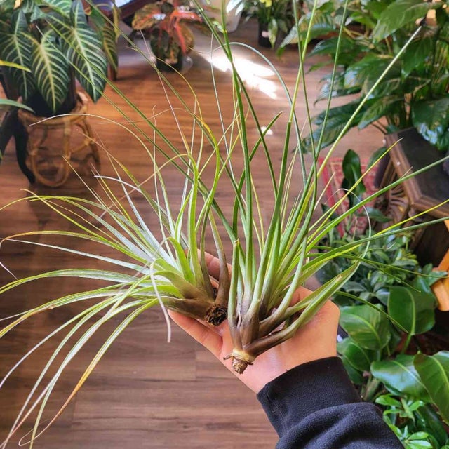 Air Plants | Thea Plant Co, Providence Plant Store & Plant Services