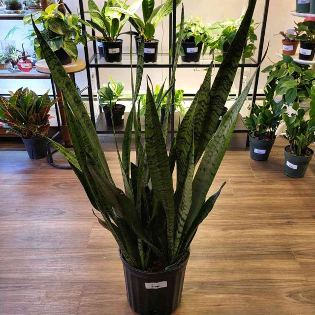 Great For Beginners - Plant Delivery Providence | Thea Plant Co