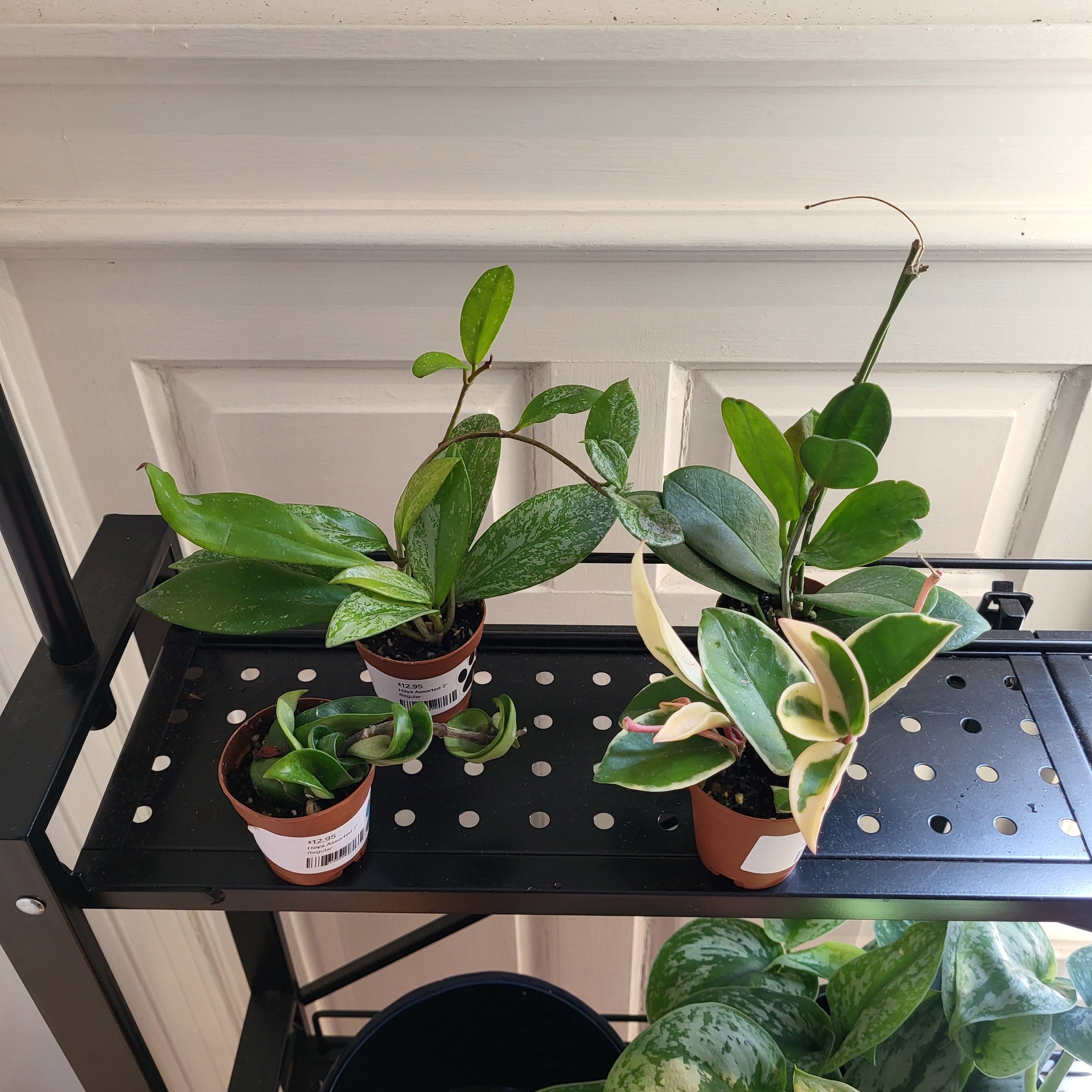 Hoya Assorted 2