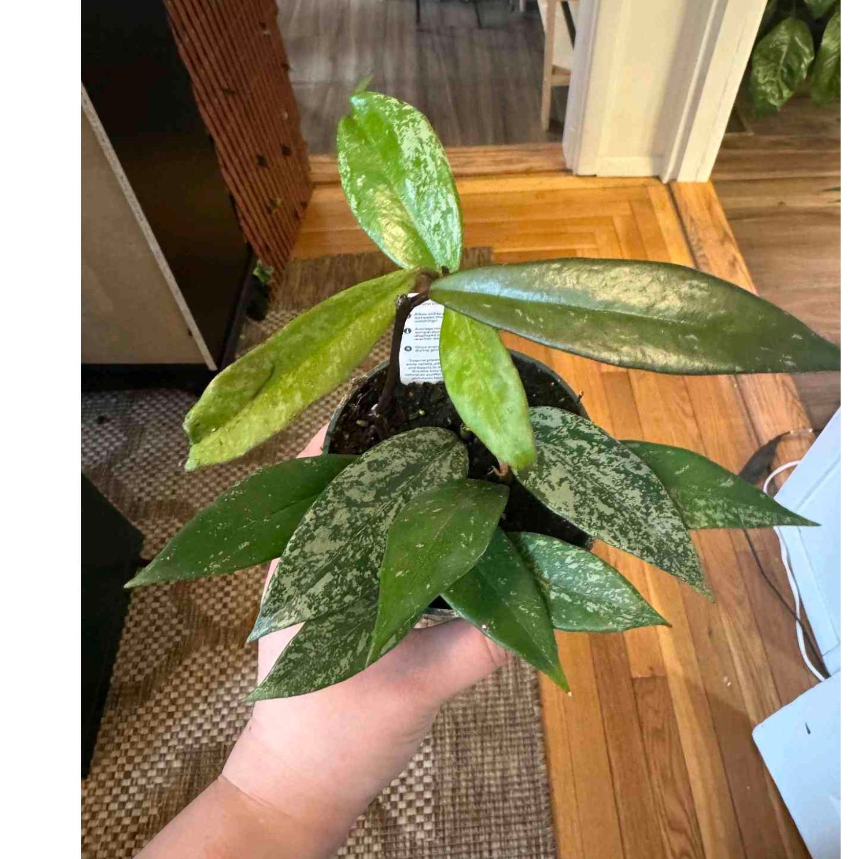 Hoya Assorted 4