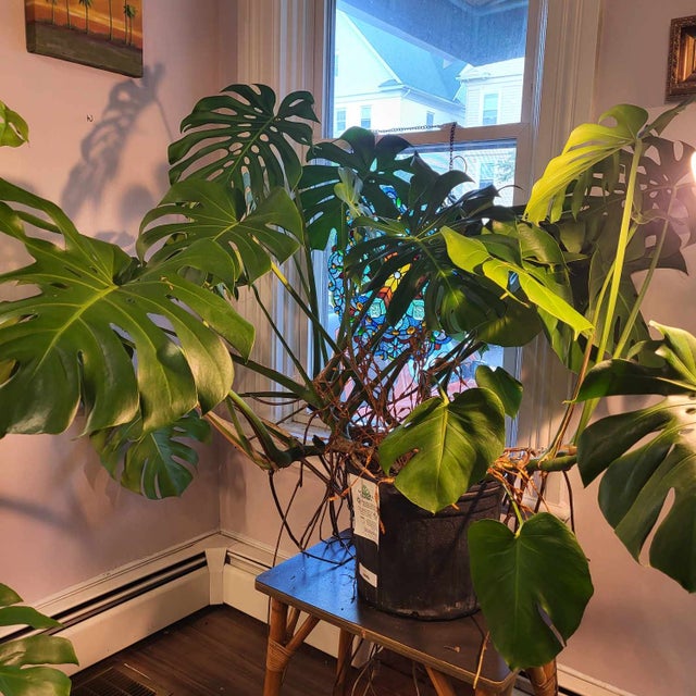 Big Beautiful Plants at Providence Plant Store Plant Delivery or