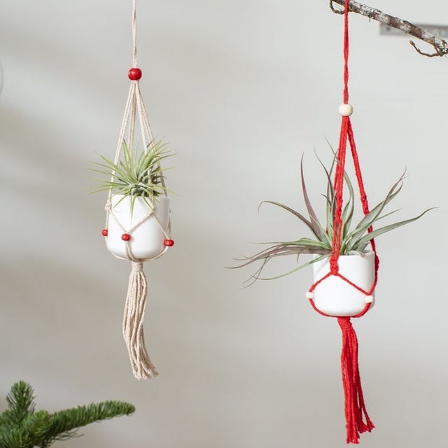 Air Plants | Thea Plant Co, Providence Plant Store & Plant Services