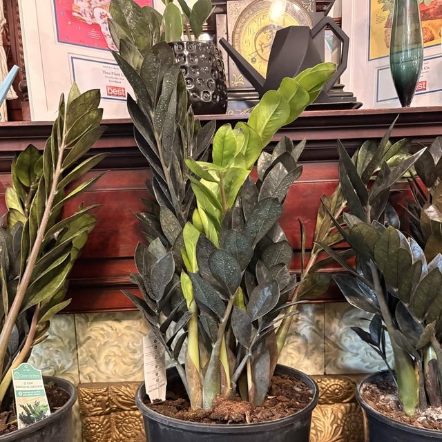 Great For Beginners - Plant Delivery Providence | Thea Plant Co