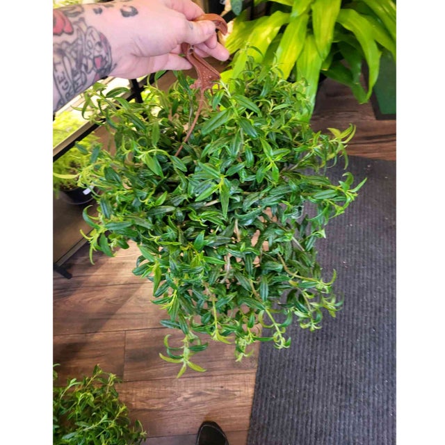 Pet Friendly Plants - Providence Plant Store | Thea Plant Co