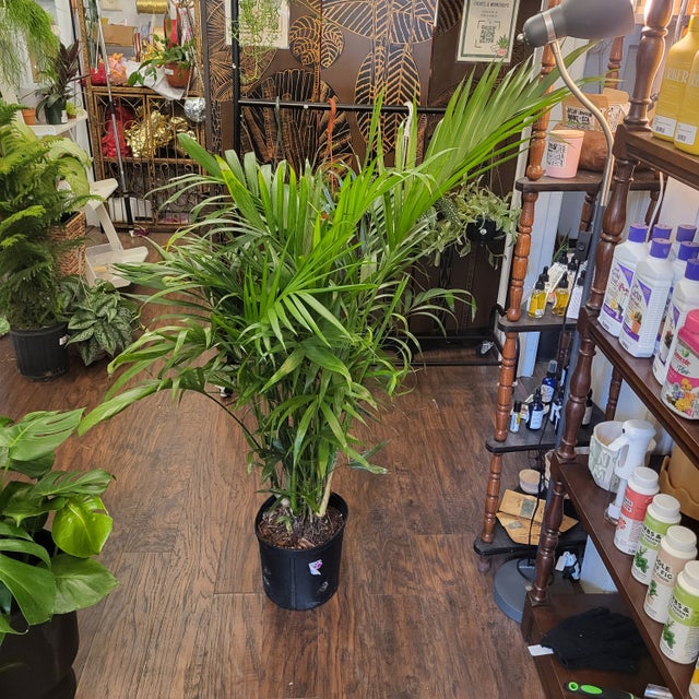 Pet Friendly Plants - Providence Plant Store | Thea Plant Co