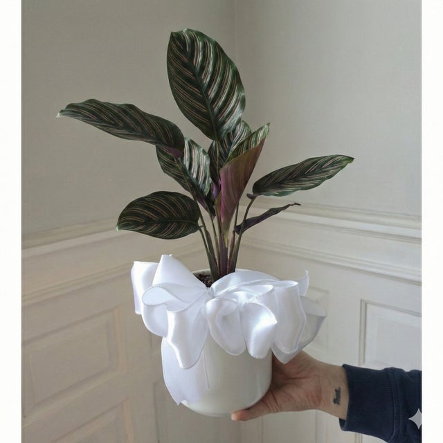 Pet Friendly Plants - Providence Plant Store | Thea Plant Co