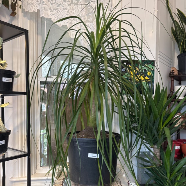 Pet Friendly Plants - Providence Plant Store | Thea Plant Co