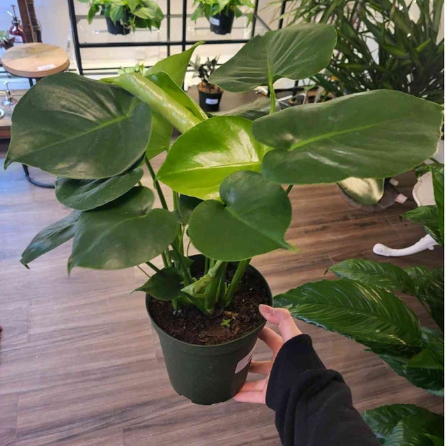 Great For Beginners - Plant Delivery Providence | Thea Plant Co