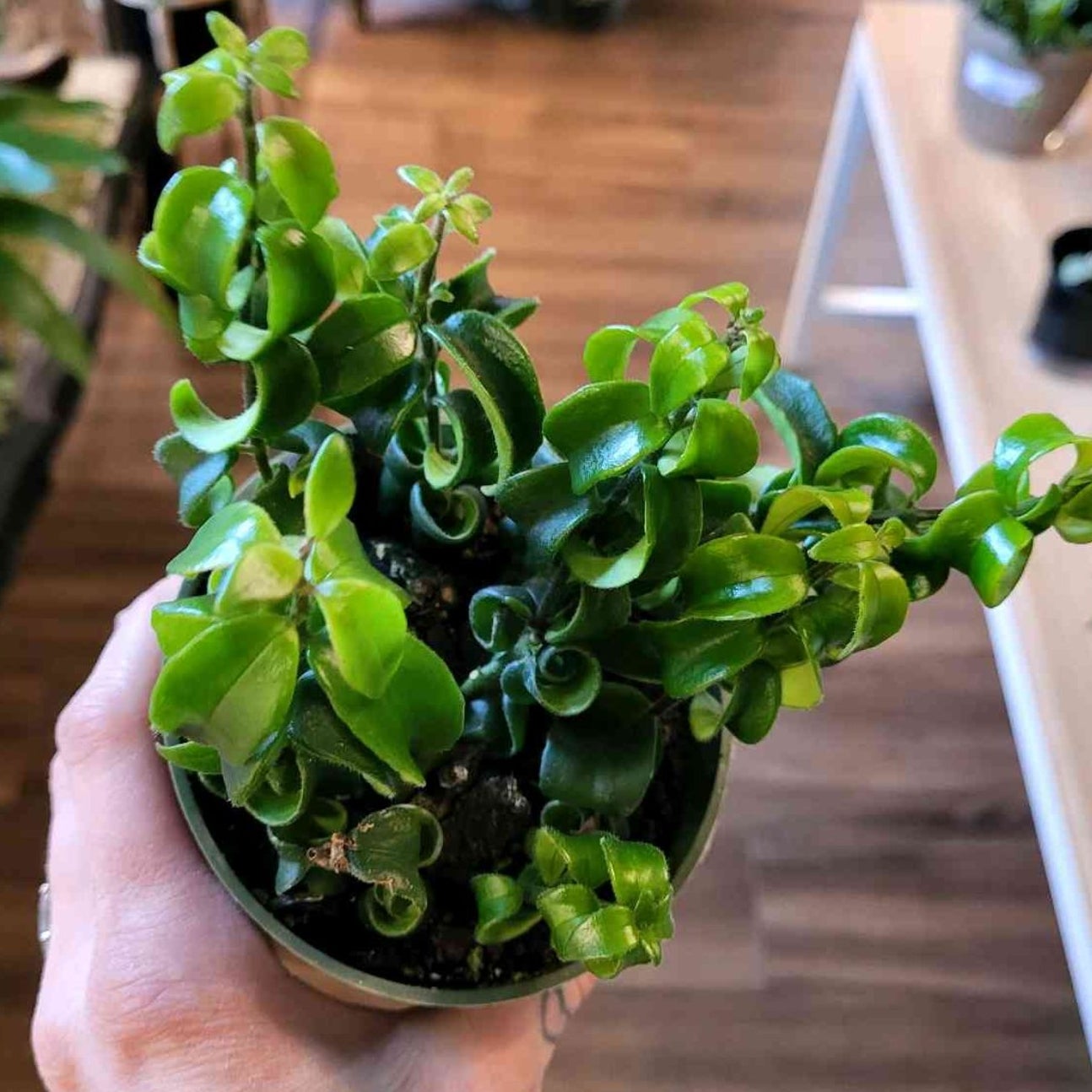 Hoya Assorted 4