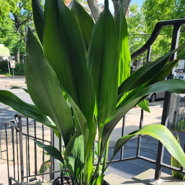 Pet Friendly Plants - Providence Plant Store | Thea Plant Co