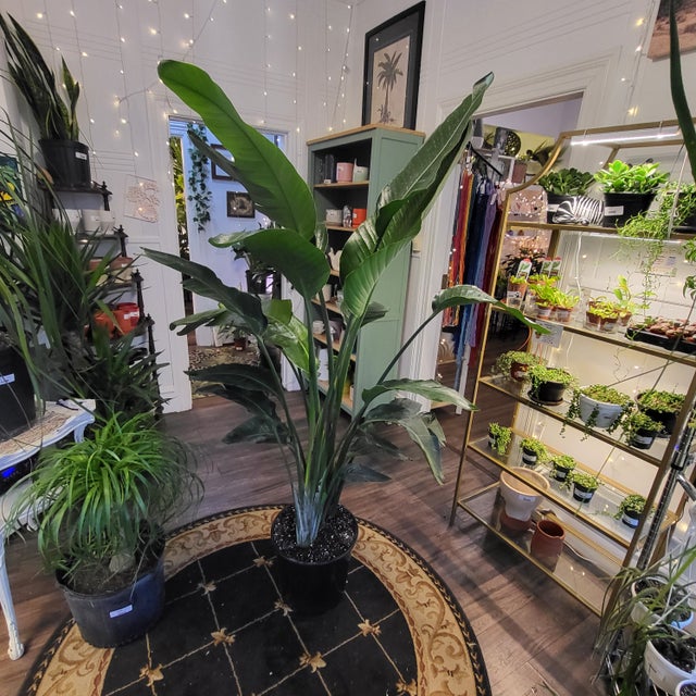 Big Beautiful Plants at Providence Plant Store Plant Delivery or