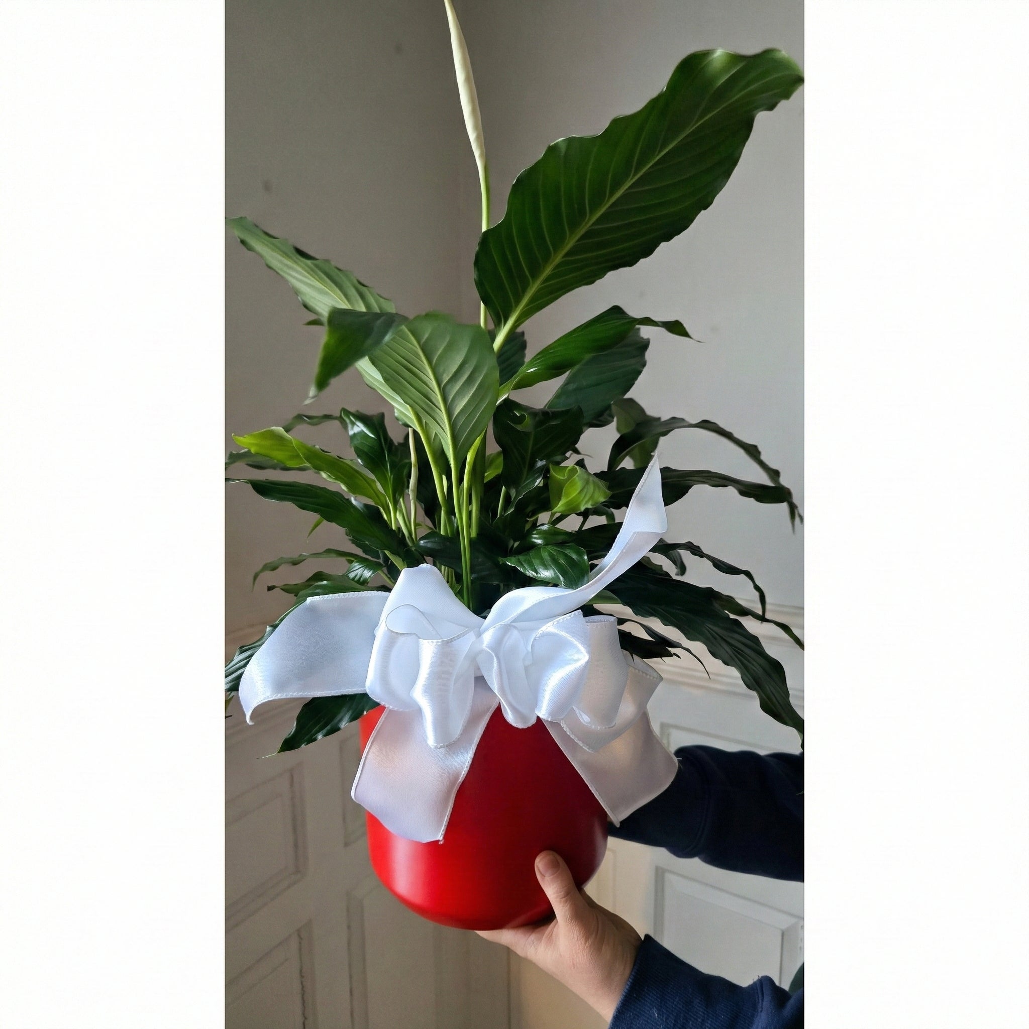 Peace Lily 6" in Red Pot w/ Bow | Thea Plant Co, Providence Plant Store &  Plant Services