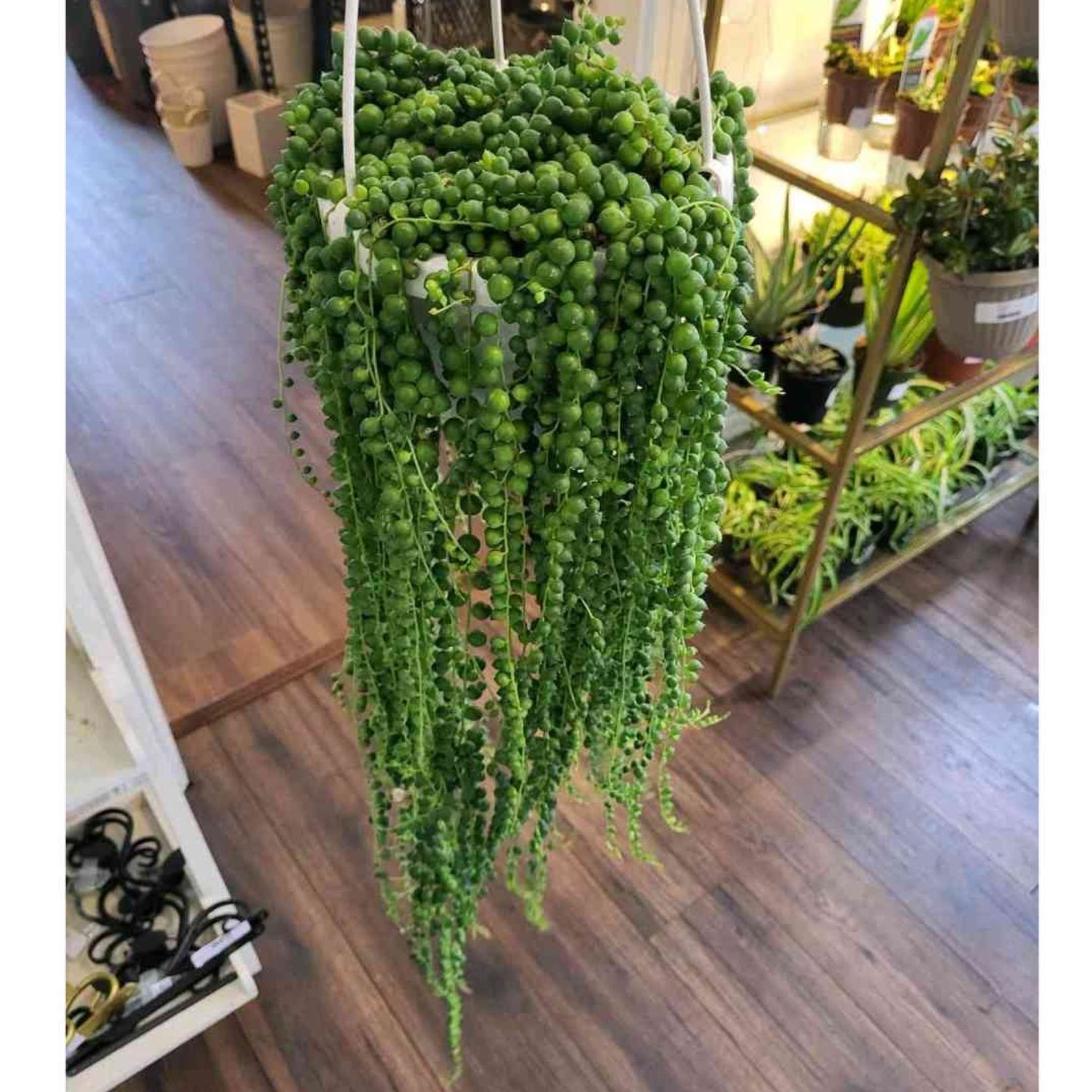 indoor cast iron plant Variegated Cast Iron Plant - Live Plant in a 10 Inch Pot main image 0