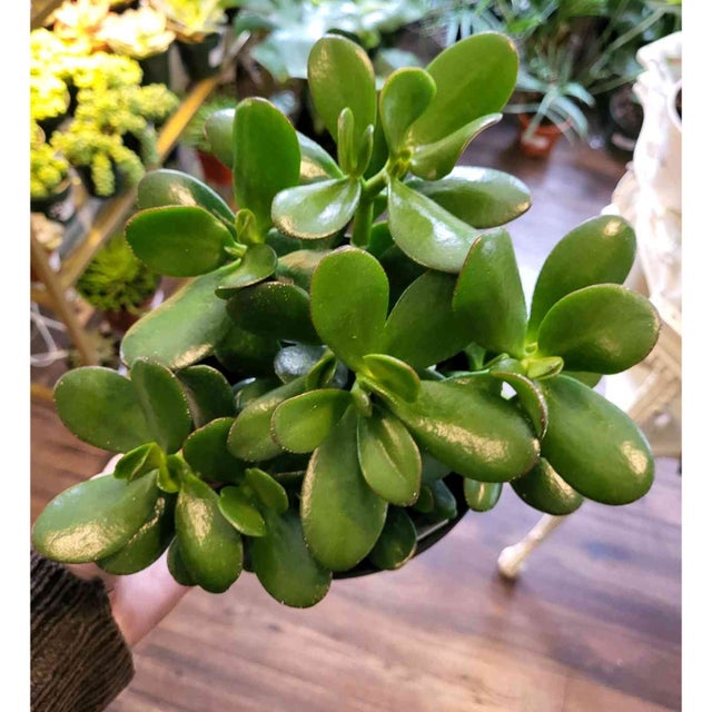 Great For Beginners - Plant Delivery Providence | Thea Plant Co