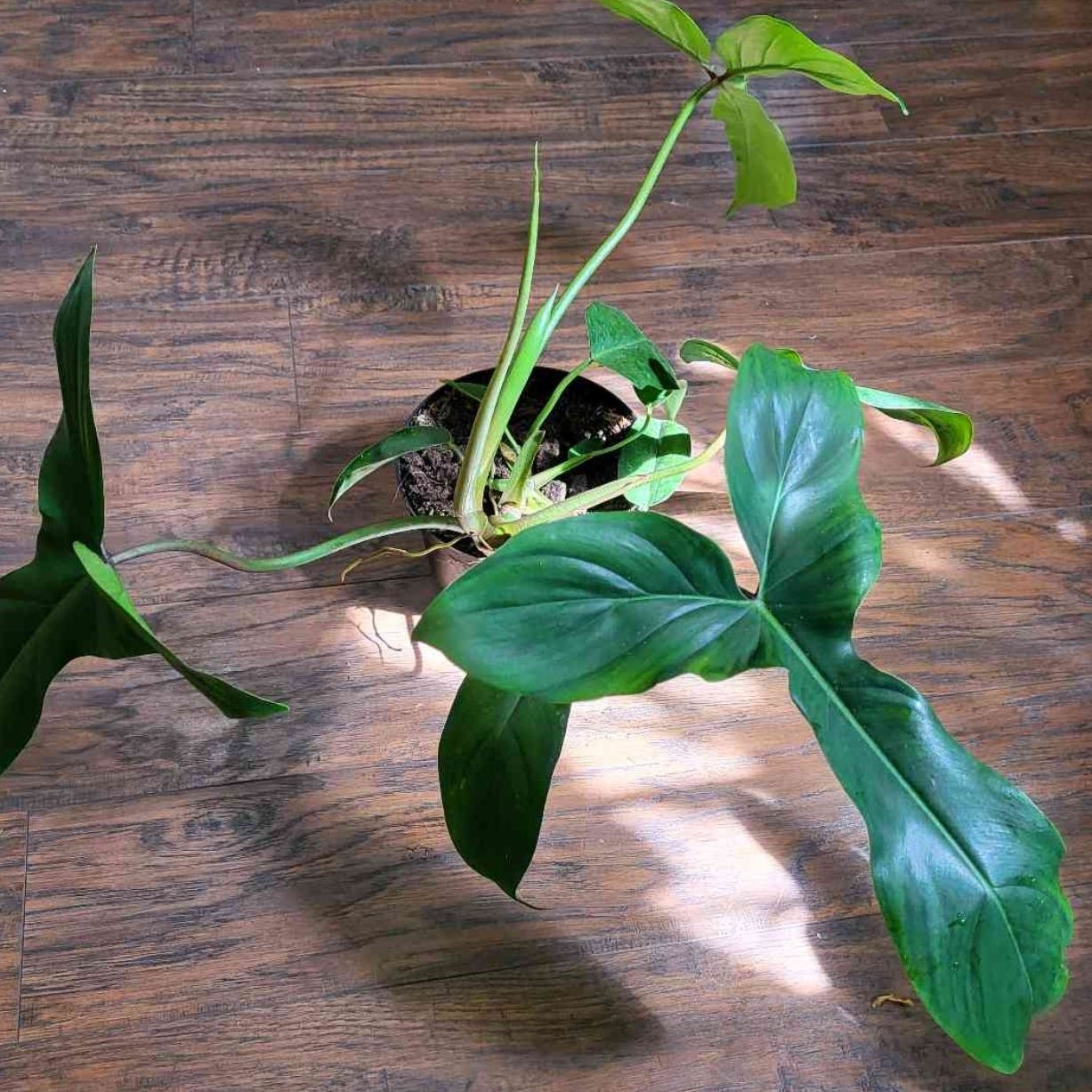 philodendron scandens kaufen Philodendron scandens variegata – Luwasa shop main image 0