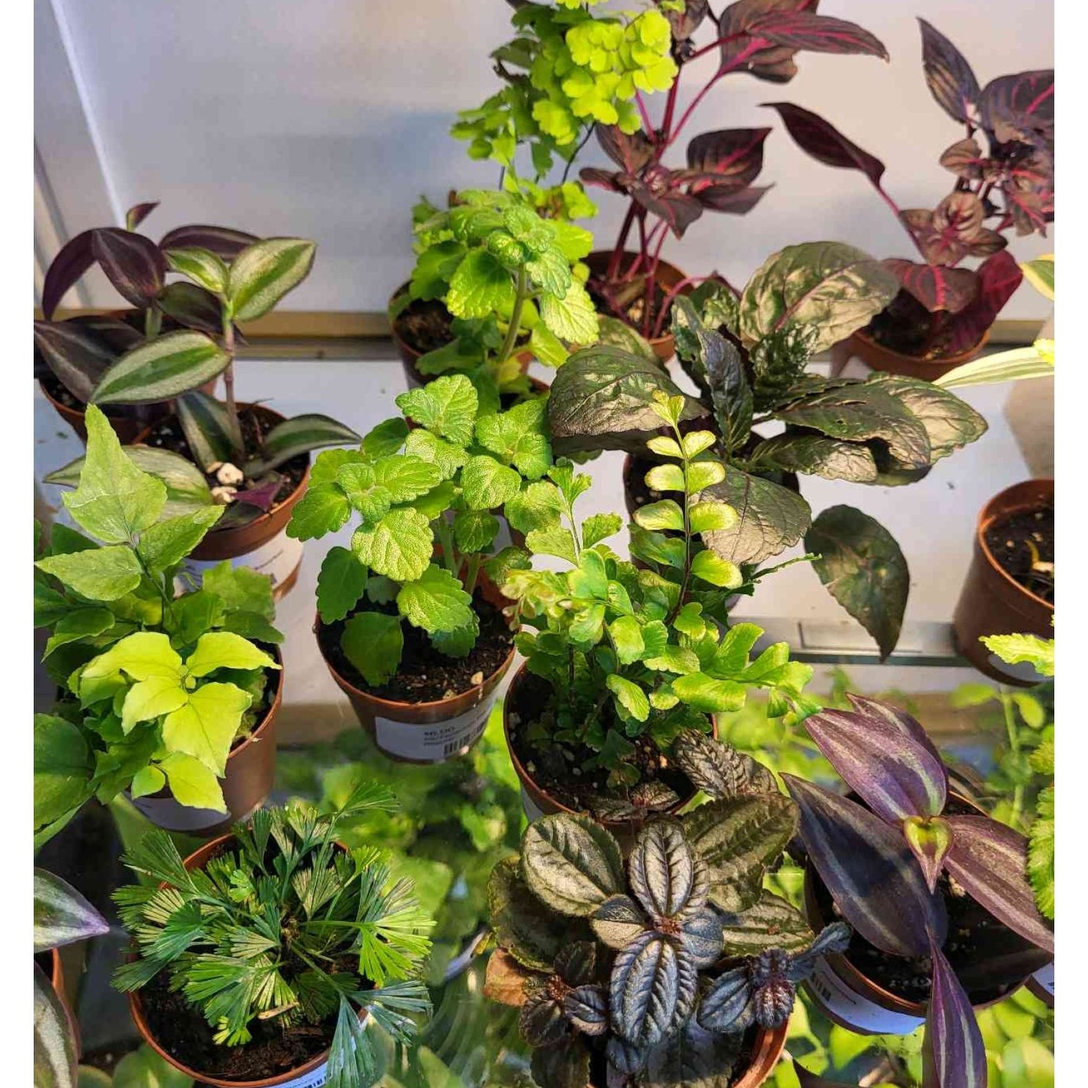 indoor large planter pots Buy Big Sonoma Planter Set of 4 in Clay 22.0